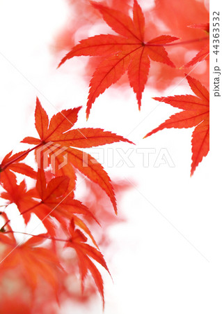 紅葉 紅葉 44363532