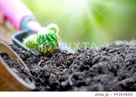 Small plant growing in garden. Save environment Small plant growing in garden. Save environment 44363600