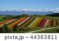 北海道美瑛四季彩の丘 44363811
