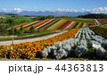 北海道美瑛四季彩の丘 44363813