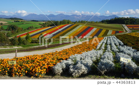 北海道美瑛四季彩の丘 44363813