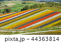 北海道美瑛四季彩の丘 44363814