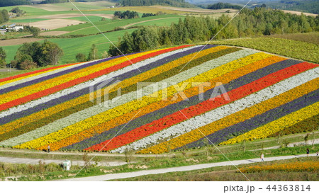 北海道美瑛四季彩の丘 44363814
