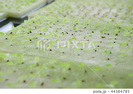 seedling of hydroponic vegetable sprout on wet sponge in plant nursery. lettuce salad growing from seed 44364785
