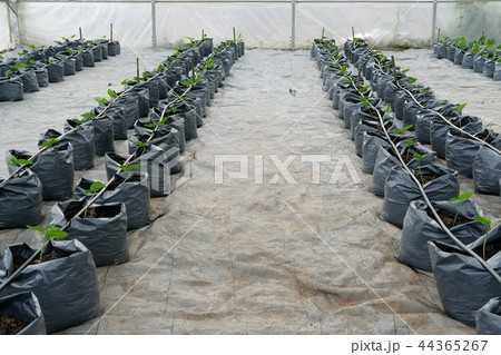 yard long bean growing in greenhouse plant nursery with drip water irrigation 44365267