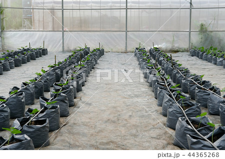 yard long bean growing in greenhouse plant nursery with drip water irrigation yard long bean growing in greenhouse plant nursery with drip water irrigation 44365268