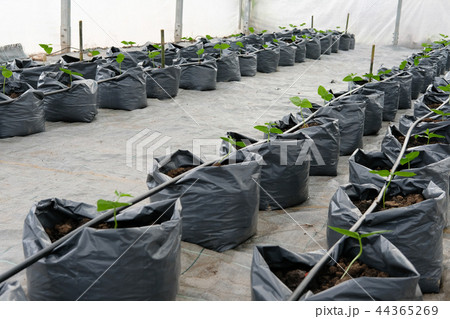 yard long bean growing in greenhouse plant nursery with drip water irrigation 44365269