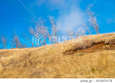 Leafless tree on field in Iceland 44365478