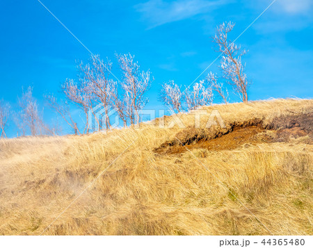 Leafless tree on field in Iceland 44365480