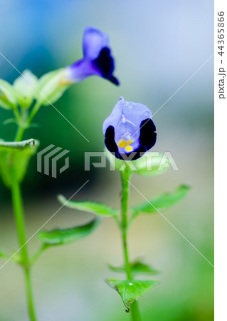 Beautiful violet scrophulariaceae flowers 44365866