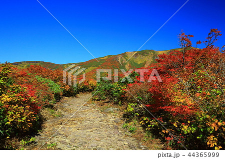 紅葉の栗駒山 44365999