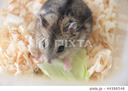 ジャンガリアンハムスター キャベツを食べるの写真素材
