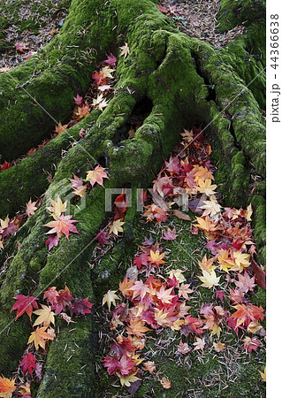 晩秋 晩秋 44366638