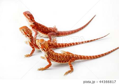 Bearded Dragon 44366817