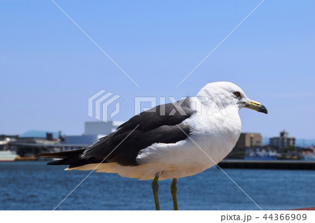 ウミネコ ウミネコ 44366909