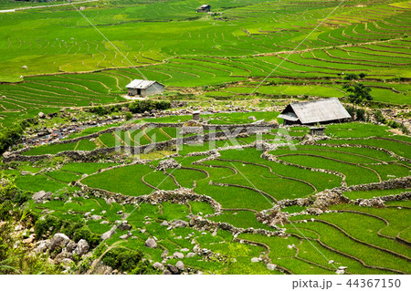 Rice terrace in Sapa Vietnam 44367150