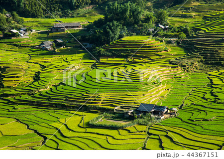 Rice terrace in Sapa Vietnam 44367151