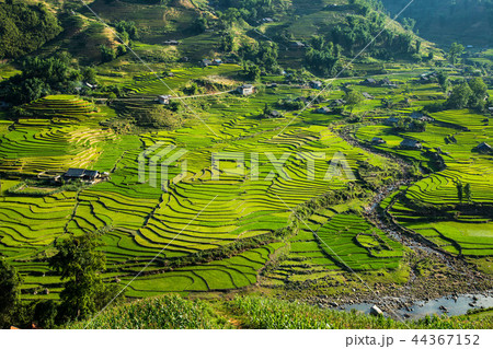 Rice terrace in Sapa Vietnam 44367152