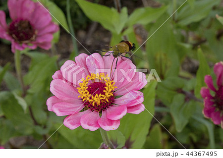 ヒャクニチソウの蜜を吸うオオスカシバ ヒャクニチソウの蜜を吸うオオスカシバ 44367495
