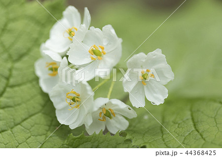 サンカヨウの花（長野県） 44368425