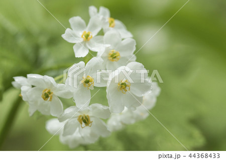 サンカヨウの花 サンカヨウの花 44368433