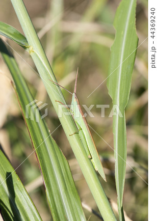 ショウリョウバッタモドキ ショウリョウバッタモドキ 44369240