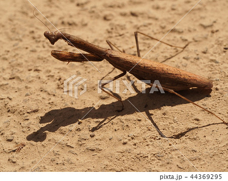 カマキリの影 カマキリの影 44369295