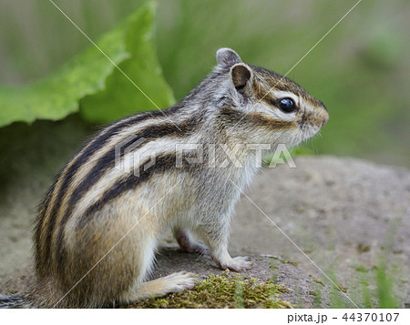 横向きのエゾシマリス 横向きのエゾシマリス 44370107