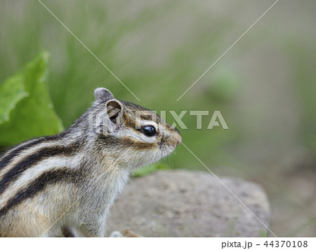 右向きで何かを見つめるエゾシマリス 右向きで何かを見つめるエゾシマリス 44370108