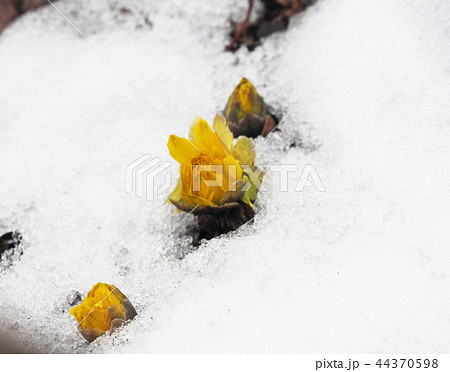雪の中のフクジュソウ 雪の中のフクジュソウ 44370598