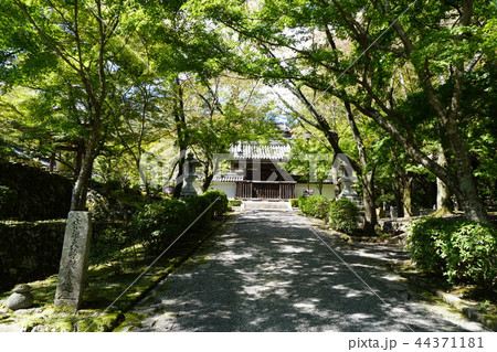 西教寺参道 44371181