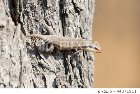 Kalahari tree skink 44371911