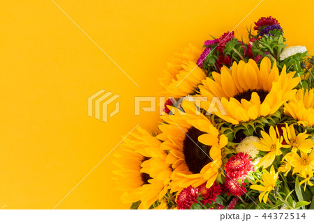 Asters and sunflowers Asters and sunflowers 44372514