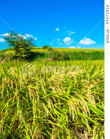 黄金色に実った稲 44372810