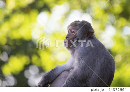 物思いに耽るアカゲザル 44372964