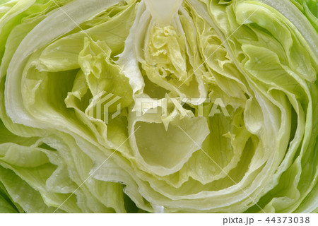 レタスの断面 レタスの断面 44373038