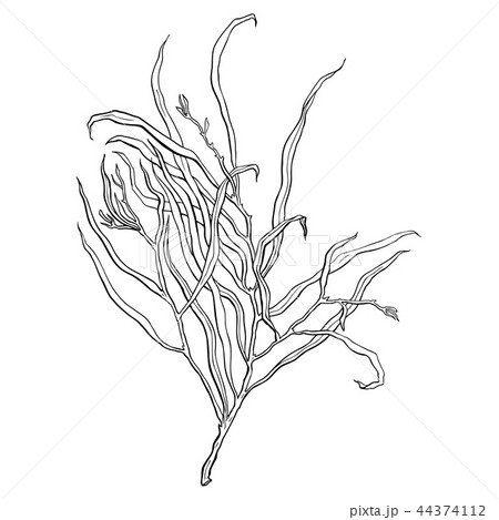 leaves. Hand Drawn Vector illustration 44374112