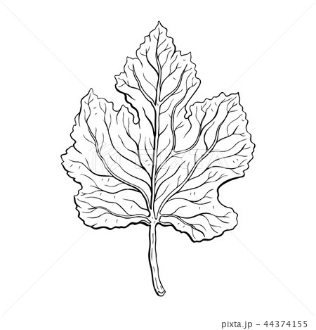 leaves. Hand Drawn Vector illustration 44374155