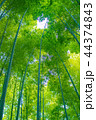 竹林 44374843