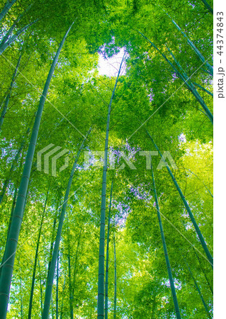 竹林 竹林 44374843