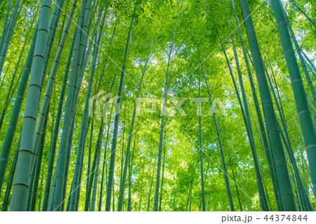 竹林 竹林 44374844