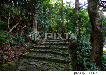 熊野古道 大門坂 那智山 石段 / 唐斗石 付近 ( 和歌山県 東牟婁郡 那智勝浦町 ) 熊野古道 大門坂 那智山 石段 / 唐斗石 付近 ( 和歌山県 東牟婁郡 那智勝浦町 ) 44375098