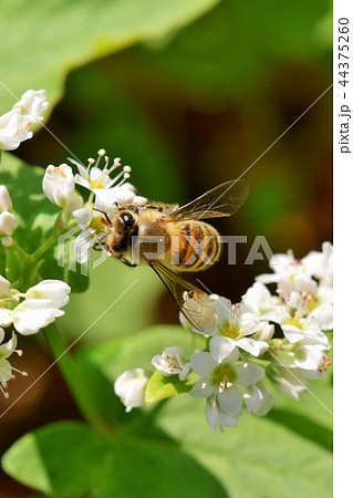 そばの花とミツバチ　ソバの花　そばの花　ミツバチ　自然　みつばち　蜂蜜　昆虫　白い花 44375260
