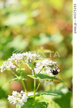 そばの花とミツバチ ソバの花 そばの花 ミツバチ 自然 みつばち 蜂蜜 昆虫 白い花 そばの花とミツバチ ソバの花 そばの花 ミツバチ 自然 みつばち 蜂蜜 昆虫 白い花 44375293