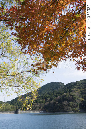 福岡 福岡 44375523