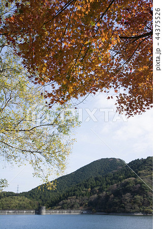 福岡 福岡 44375526