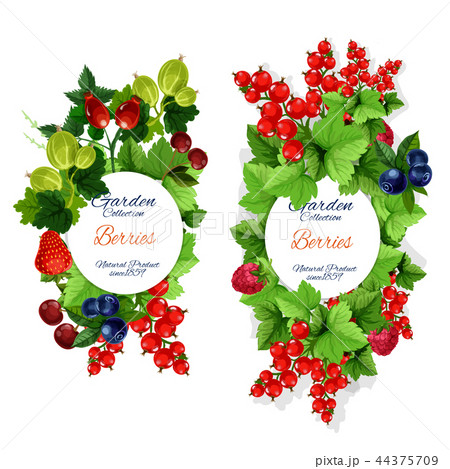 Vector natural garden berries banners 44375709