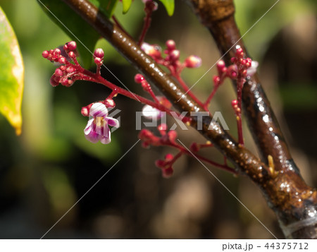 スターフルーツの花　ゴレンシの花　starfruit　ごれんし　五歛子 44375712