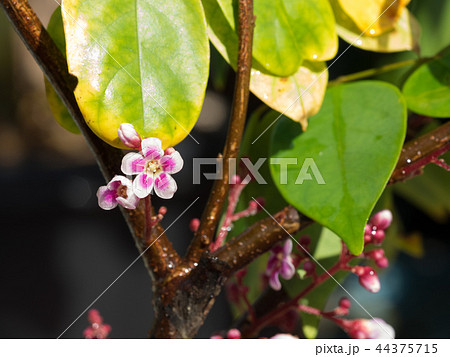 スターフルーツの花　ゴレンシの花　starfruit　ごれんし　五歛子 44375715