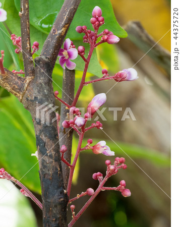 スターフルーツの花　ゴレンシの花　starfruit　ごれんし　五歛子 44375720